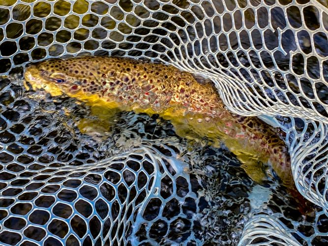 Big brown crushed the dry in fast water - Missoula August Fishing