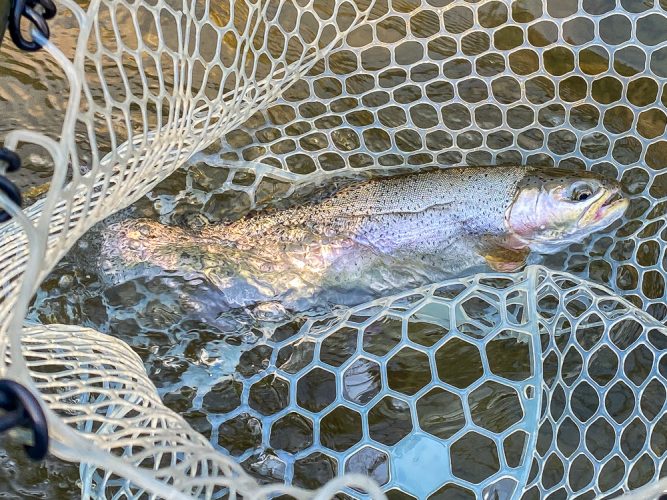 Bright cuttbow in the net - Blackfoot River Early Morning Fishing