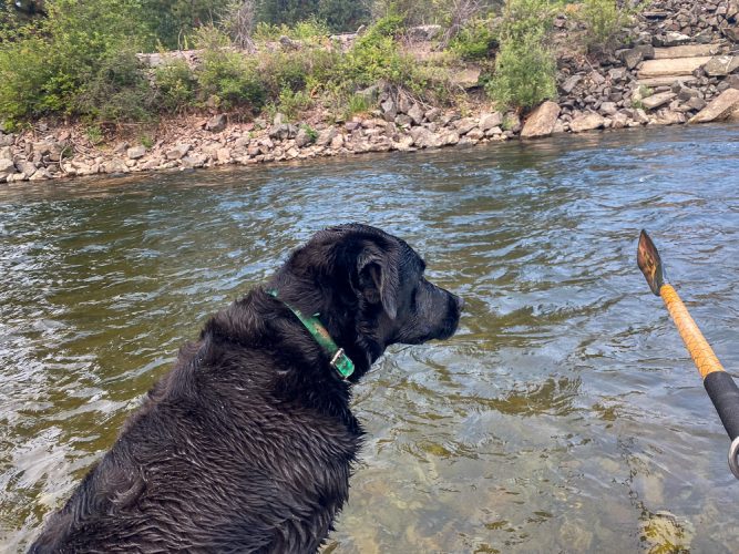 Molly intently focused on an incoming trout - Missoula August Fishing
