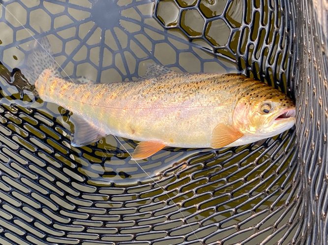 It took a while today, but we finally put a nice rainbow in the net - Missoula August Fishing