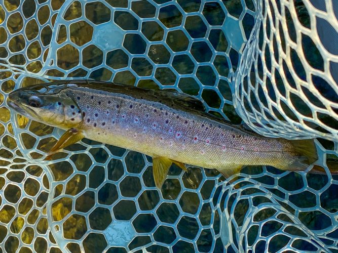 Always nice to see the brown trout this time of year - Montana Fall Fishing Fun