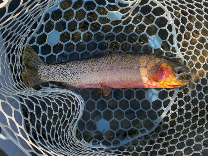 Plenty of quality cutthroat in the net today - Montana Fall Fishing Fun