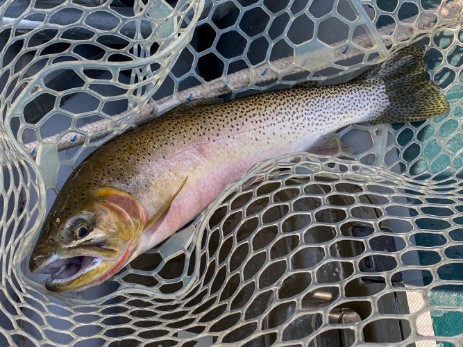 Standard Blackfoot cutthroat today - Montana Fall Fishing Fun