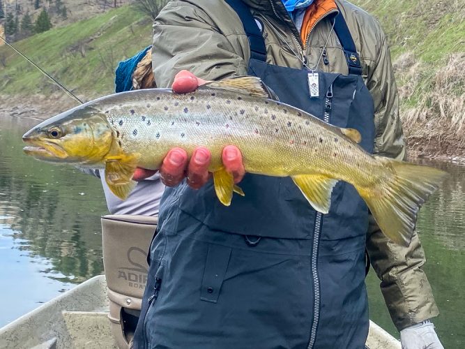 A nice brown that ate the skwala for Marcelo- Flyfishing Montana 2022