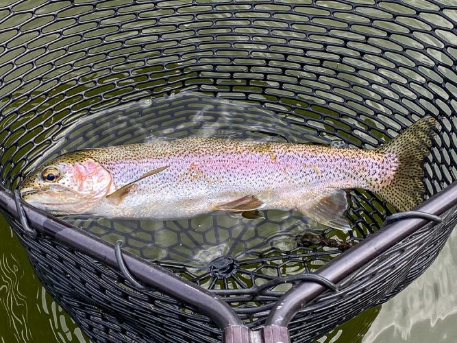 No shortage of great trout to the boat- Missouri River Fly Fishing 2022