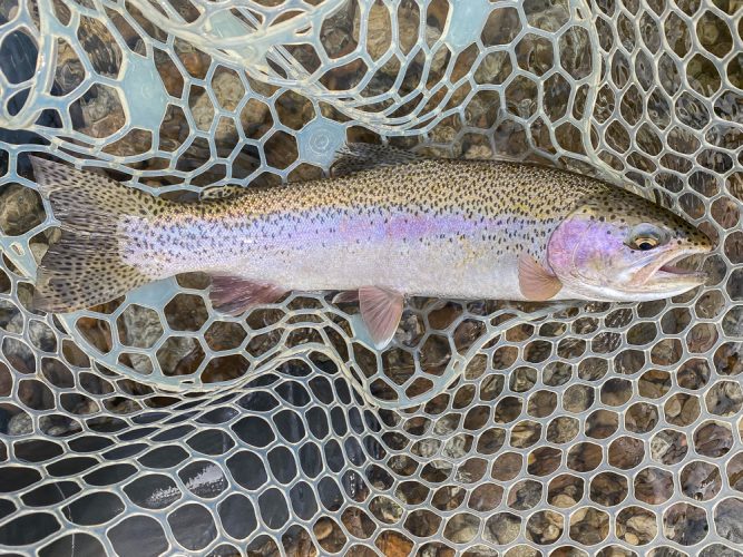 Some nice trout on droppers early - Montana Flyfishing 2022
