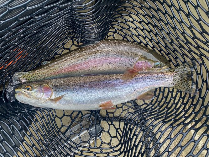 More doubles today- Missouri River Fly Fishing 2022