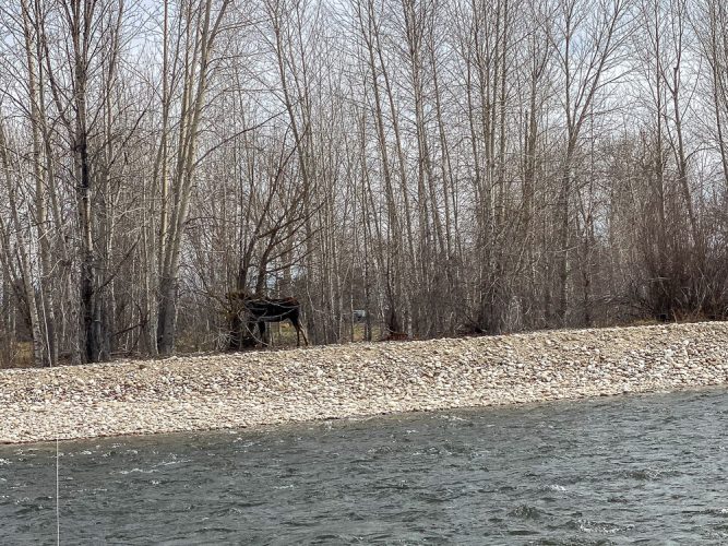 Another moose sighting on the river today - Spring Fishing Montana 2022