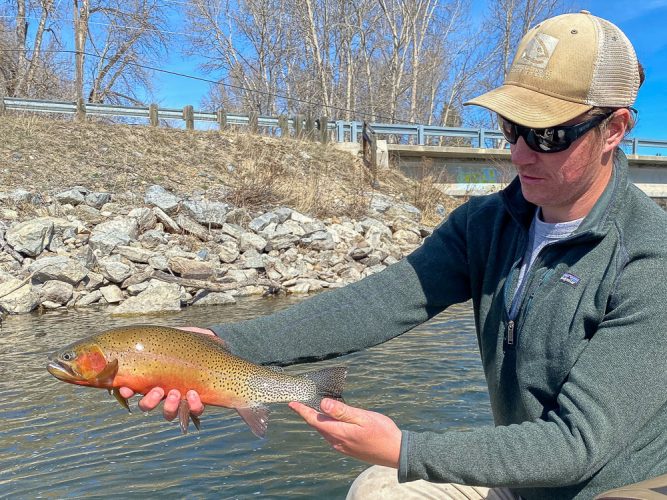 Colorful cutthroat on a Skwala - Montana Flyfishing 2022