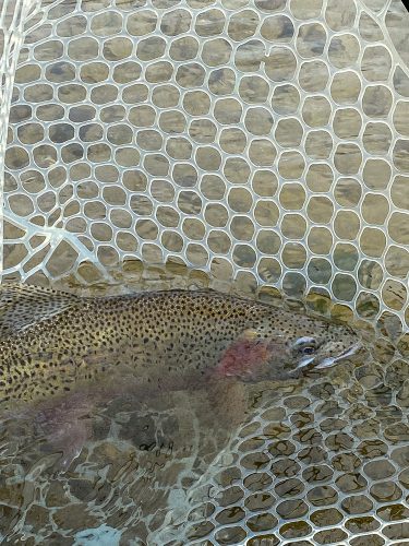 Ready for release- Spring Fishing Montana 2022