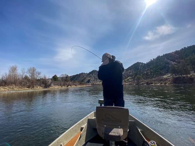 Stephen hooked up in the morning- Missouri River Fly Fishing 2022