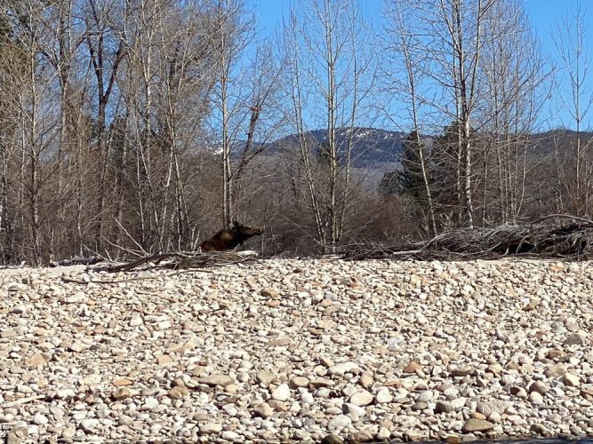 Moose on the gravel bar behind us - Montana Flyfishing 2022
