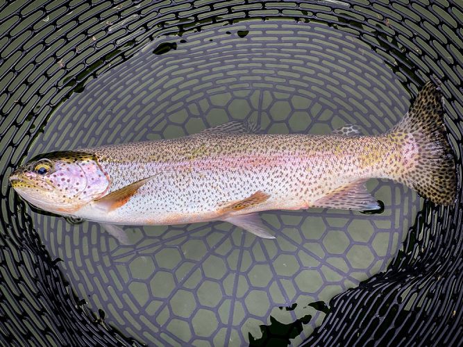 Lots of quality trout in the net today- Missouri River Fly Fishing 2022