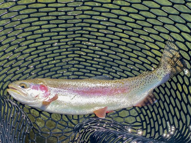 Some classic lower Clark Fork rainbows today - Blackfoot River Fishing 2022
