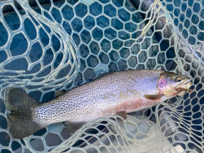 Nothing like wild fish on big dry flies - Blackfoot River Fishing 2022