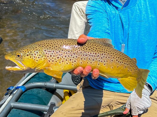 More good browns in the afternoon- Blackfoot River Fishing 2022