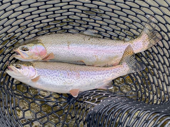 One of a few doubles- Great Fishing on the Mo