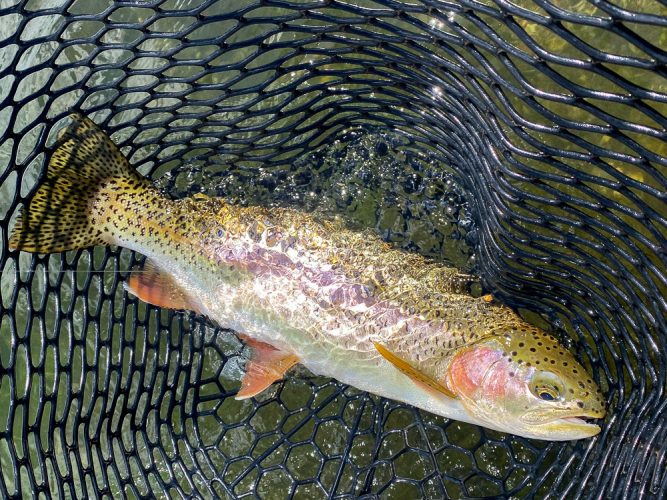 Lots of fat healthy rainbows in the net - Great Fishing on the Mo