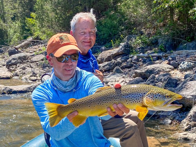 Biggest brown of the day moved 2 feet for the dry in fast pocket water- Blackfoot River Fishing 2022