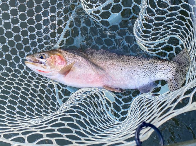 Thick cutthroat on the big dry- Blackfoot River Fishing 2022