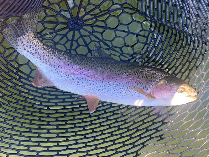 Just net pics of big rainbows today - Great Fishing on the Mo