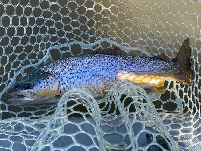 Healthy brown trout in the net- Blackfoot River Fishing 2022