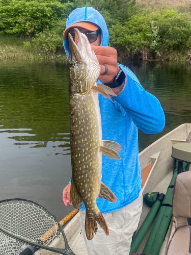Another nice pike for Jim - Bitterroot Fly Fishing 2022