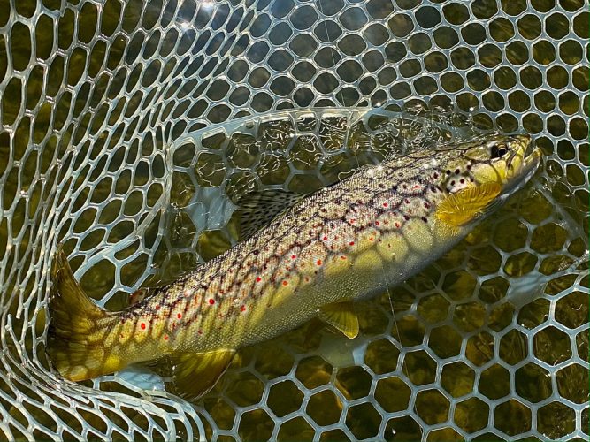 Colorful brown trout - Missoula Fishing 2022