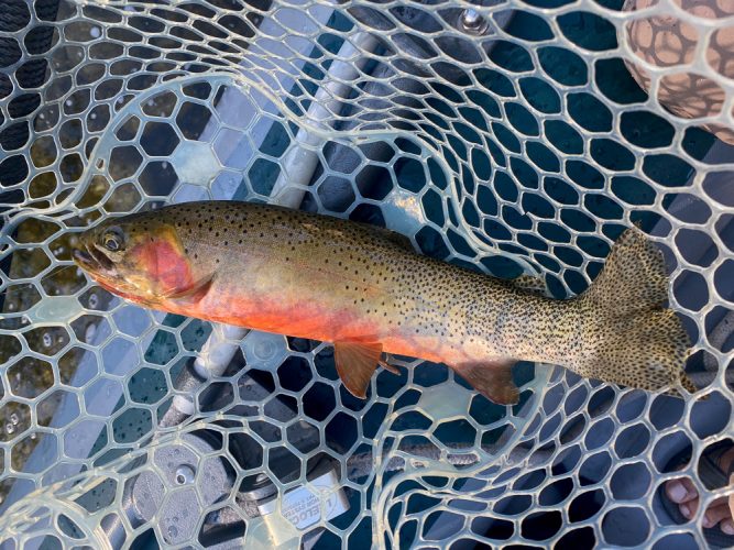 Lots of colorful cutthroat today - Missoula Fishing 2022