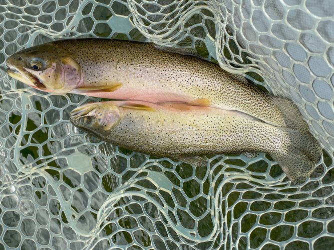 Plenty of doubles once the fishing turned on for Jim and Doug - Missoula Flyfishing 2022