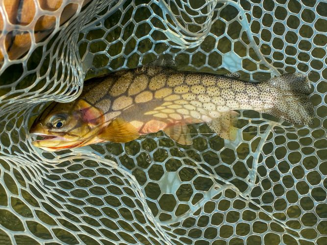 Nice dry fly cutthroat on the Blackfoot - Missoula Flyfishing 2022