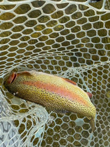 Feisty rainbow that didn't want to stay still in the net - Bitterroot River Fishing 2022