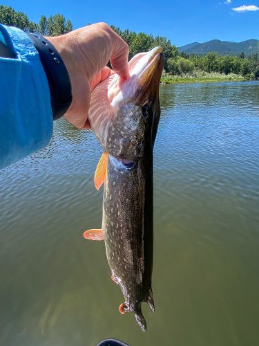 A mid-sized Pike for Bob - Bitterroot Fly Fishing 2022