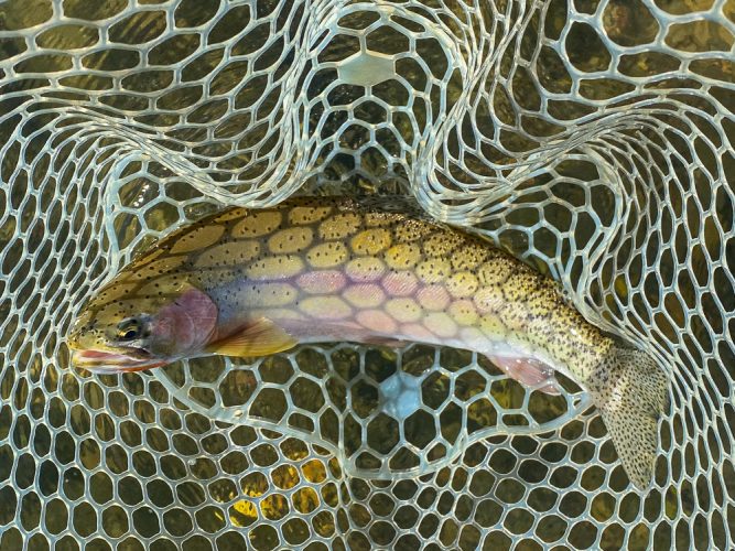 Fat cuttbow in the canyon - Missoula Flyfishing 2022