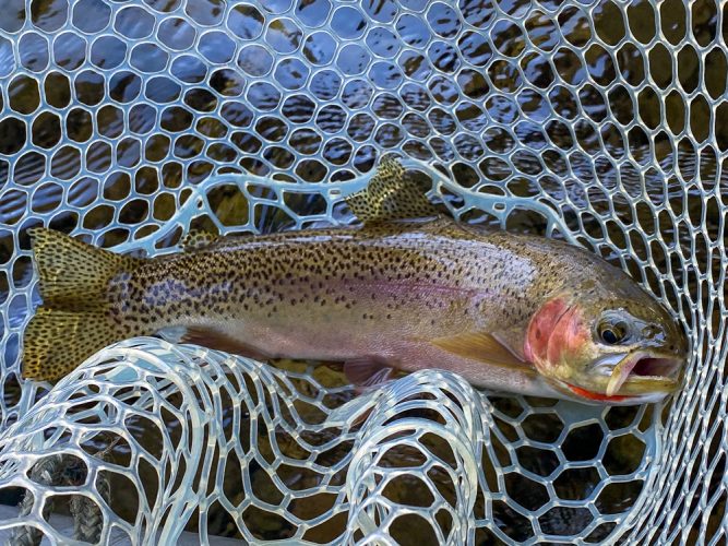 Gorgeous cuttbow in the net - Bitterroot Fly Fishing 2022