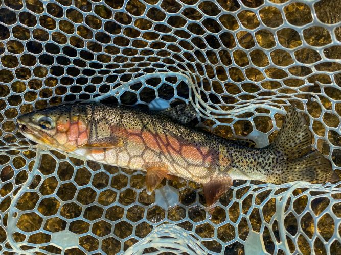 Healthy cutts and rainbows in the morning - Missoula Fishing 2022