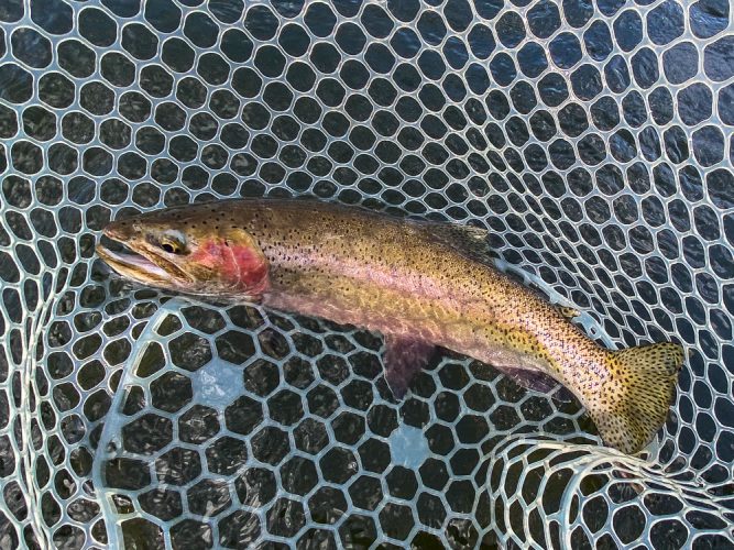 Big male cuttbow in the net - Bitterroot River Fishing 2022