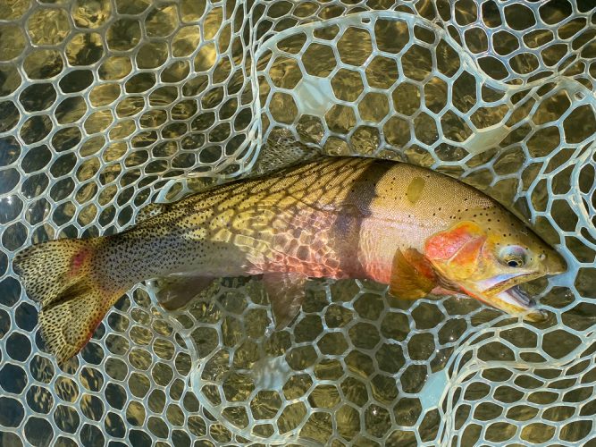 2 days of quality dry fly fishing - Missoula Flyfishing 2022