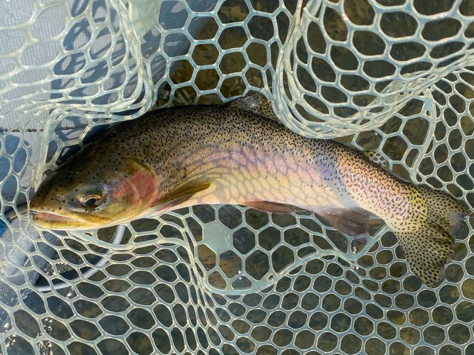 Thick 18" cuttbow on a dry - Blackfoot River Fly Fishing Guide