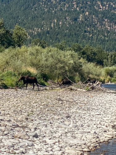 Cow moose and two calves on the river at lunch - Blackfoot River Fly Fishing Guide