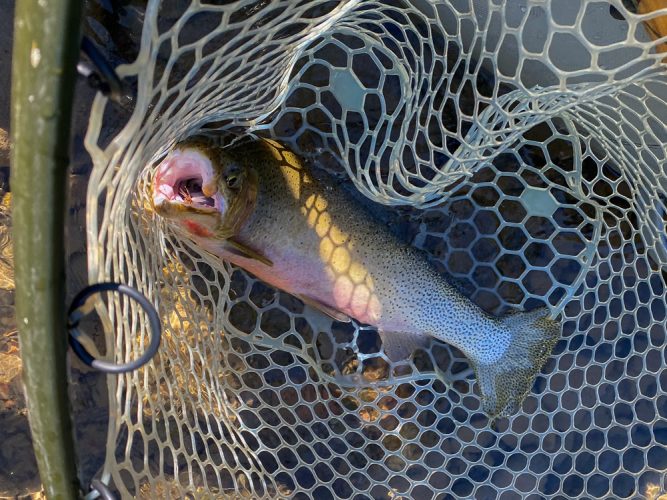 Big cutthroat in the net - Blackfoot River Fly Fishing