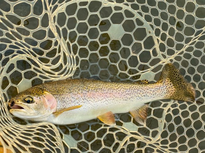 Thick 18" rainbow in the net - Blackfoot River Fly Fishing Guide