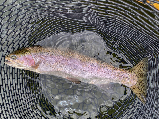 A steady stream of big bows today - Missouri River Fishing