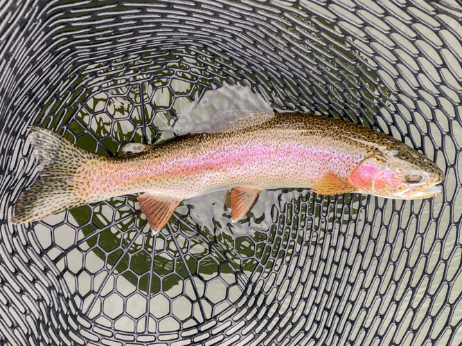 So many quality rainbows today - Missouri River Fishing