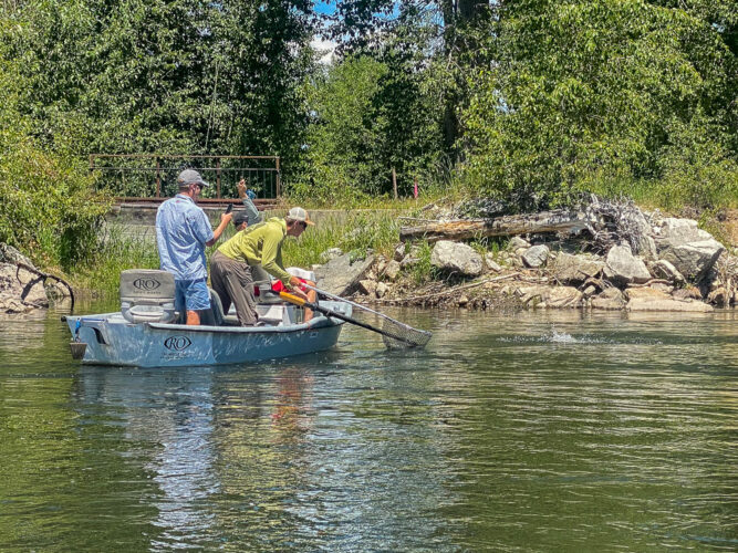 Steve hooked up at Skalkaho creek - Full Moon Fishing in Montana  - Full Moon Fishing in Montana 