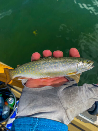 Brook trout are so pretty I have to take pics even of the little ones - Full Moon Fishing in Montana 