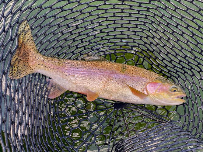 In the afternoon the big rainbows started eating - Full Moon Fishing in Montana 