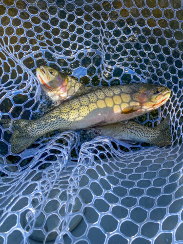 Doubled up in the morning - Full Moon Fishing in Montana 