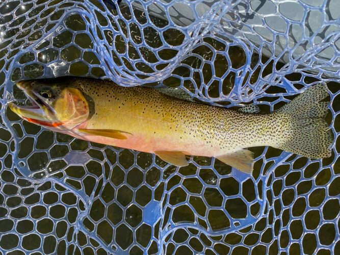 Plenty of nice cutts in the net today - Full Moon Fishing in Montana 