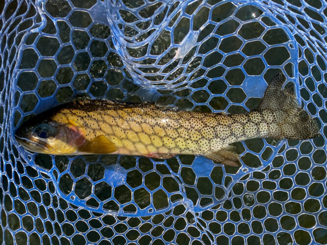 Plenty of nice cutts in the net today - Full Moon Fishing in Montana 